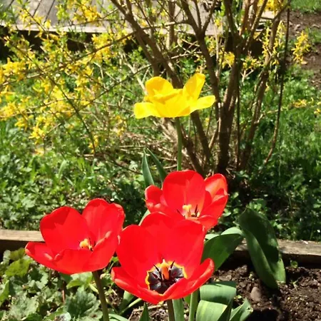 Wertvollholzhaus Διαμέρισμα *